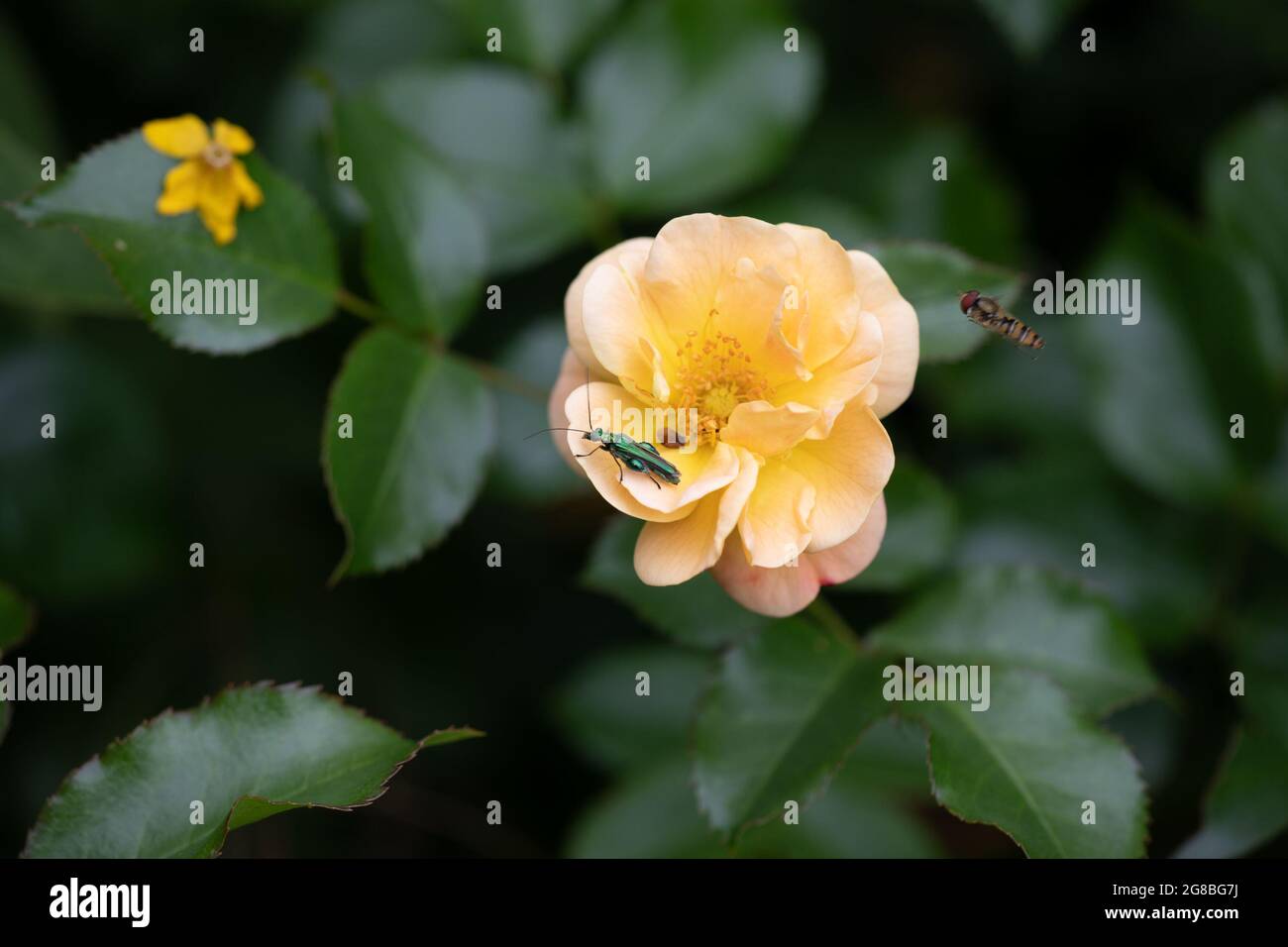 Epais à pattes épaisses Beetle (Oedemera nobilis) sur une rose Banque D'Images