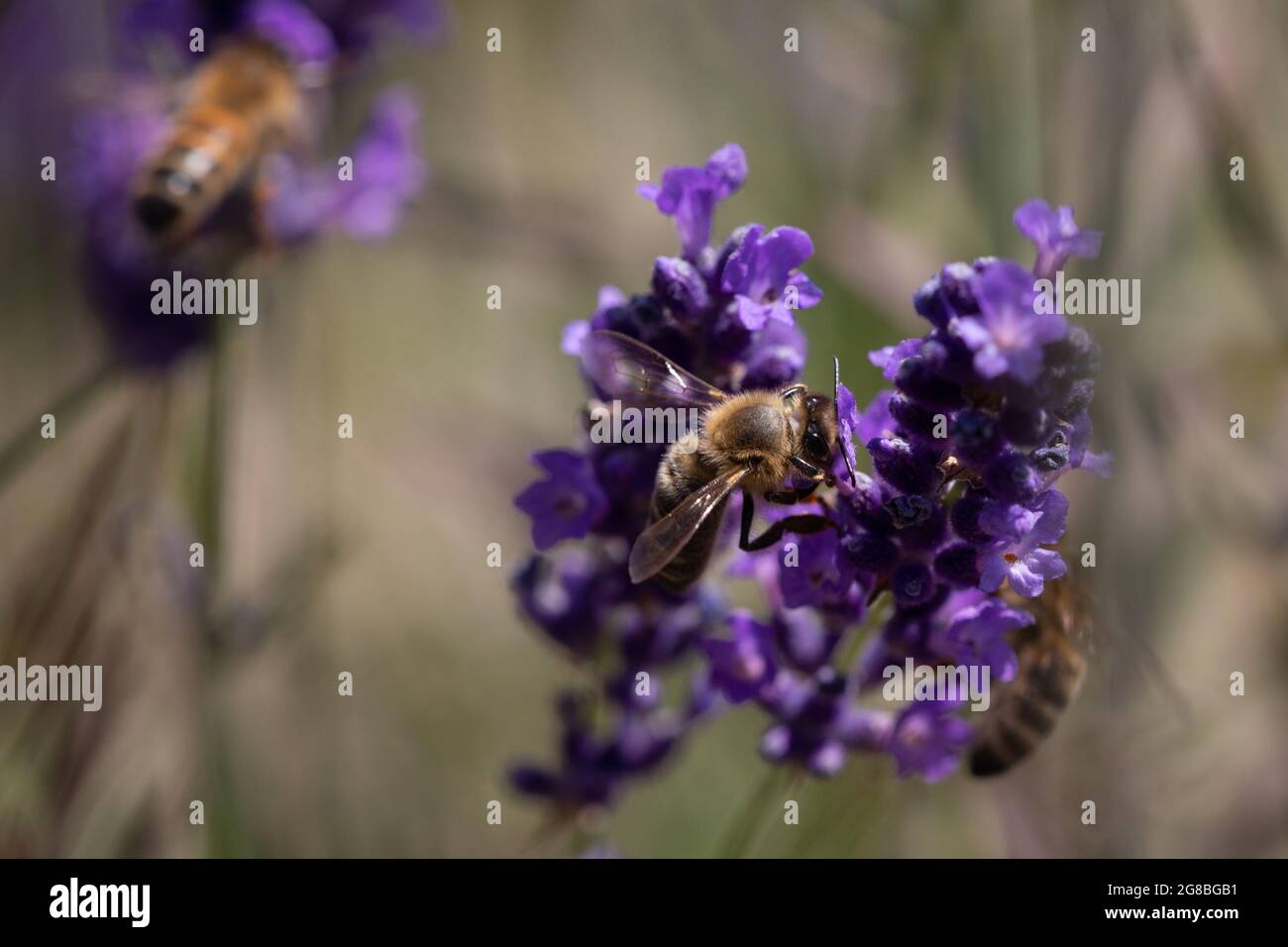 Recherche de miel et d'abeille (APIs mellifera) sur la lavande (Lavandula angustifolia) Banque D'Images