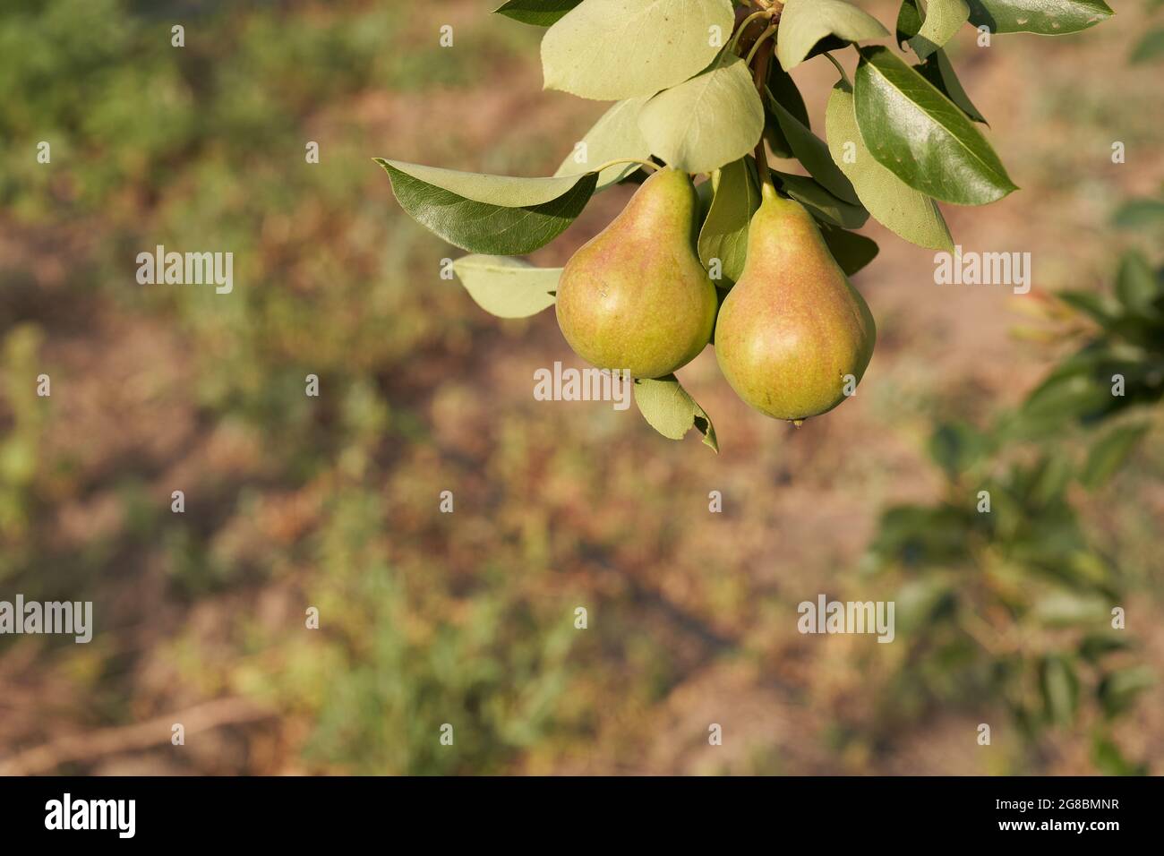 Fruit de poire accroché à un arbre. Photo de haute qualité Banque D'Images