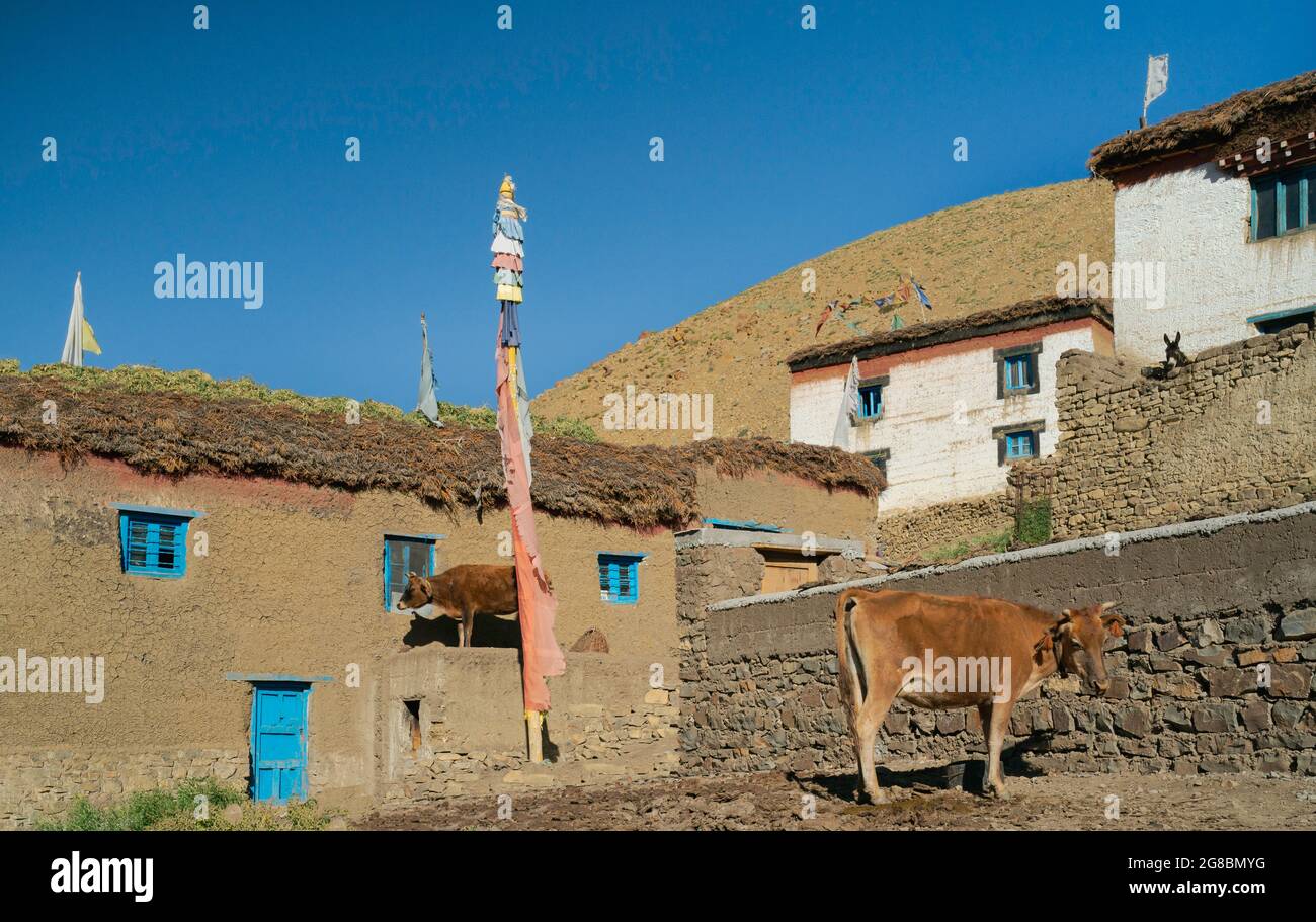 Scène de village avec des animaux qui se nourrissent et maisons traditionnelles avec des fourrages séchant sur les toits sous le ciel bleu. Village de Komic, Himachal Pradesh, Inde. Banque D'Images