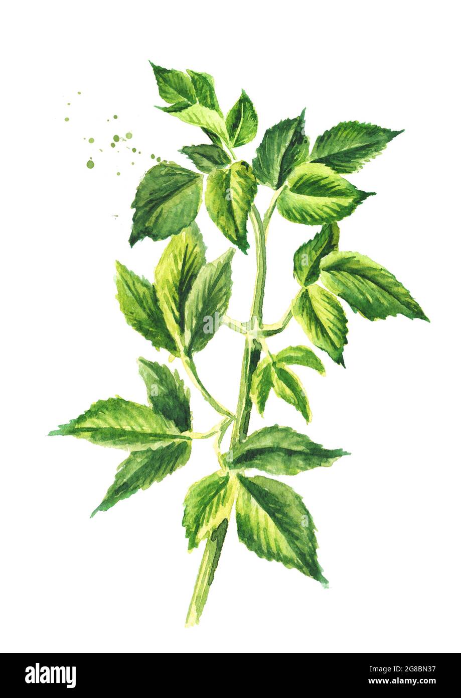 Plante médicinale Aepopodium podagraria ou aîné, tige et feuilles, illustration à la main aquarelle, isolée sur fond blanc Banque D'Images