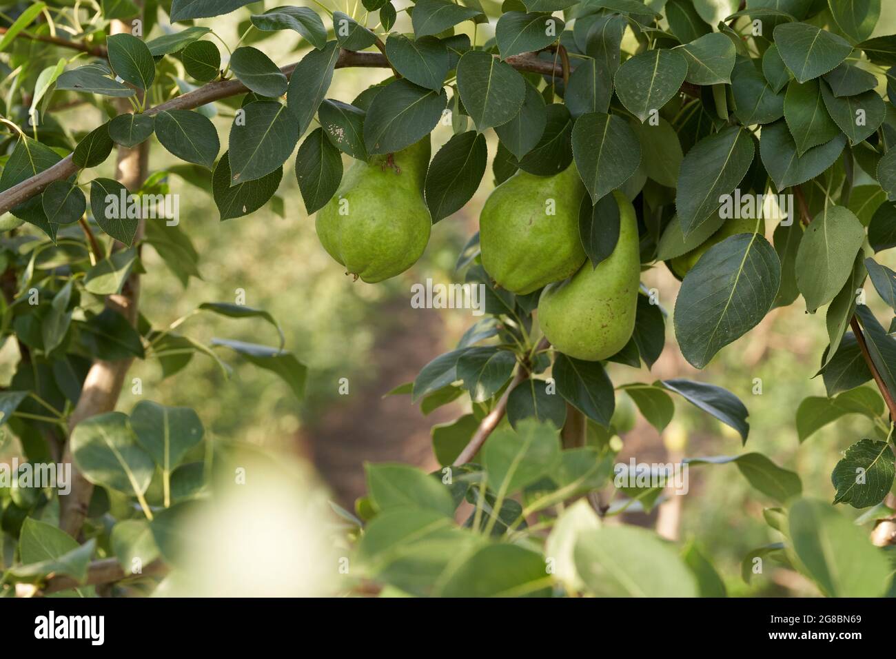 Fruit de poire accroché à un arbre. Photo de haute qualité Banque D'Images