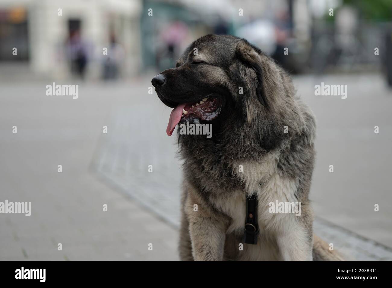 Grand fond gris de chien et de belles couleurs et assis d'une manière polie et agréable Banque D'Images