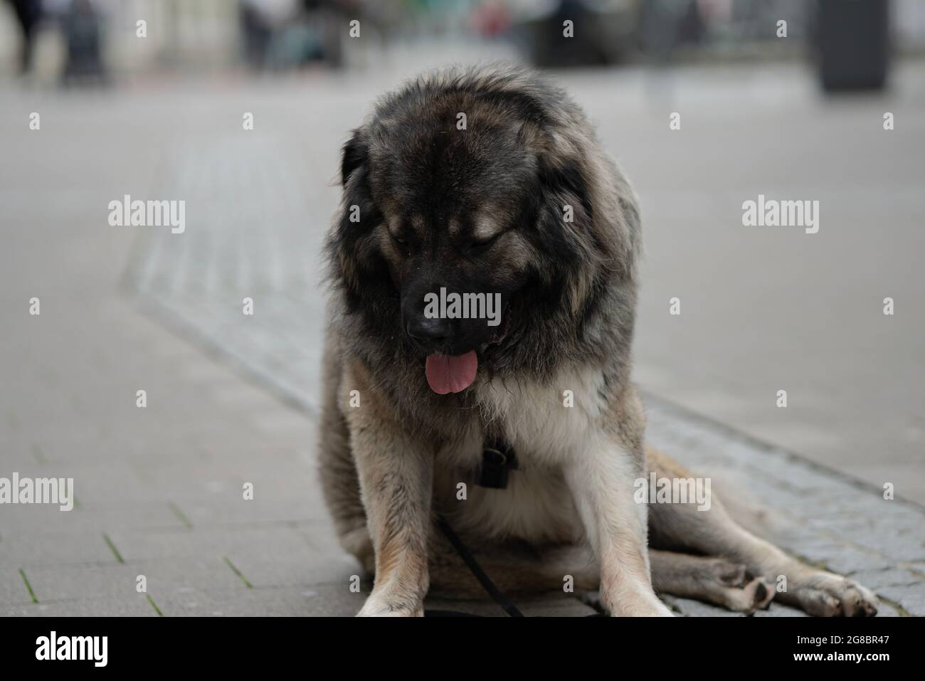 Grand fond gris de chien et de belles couleurs et assis d'une manière polie et agréable Banque D'Images