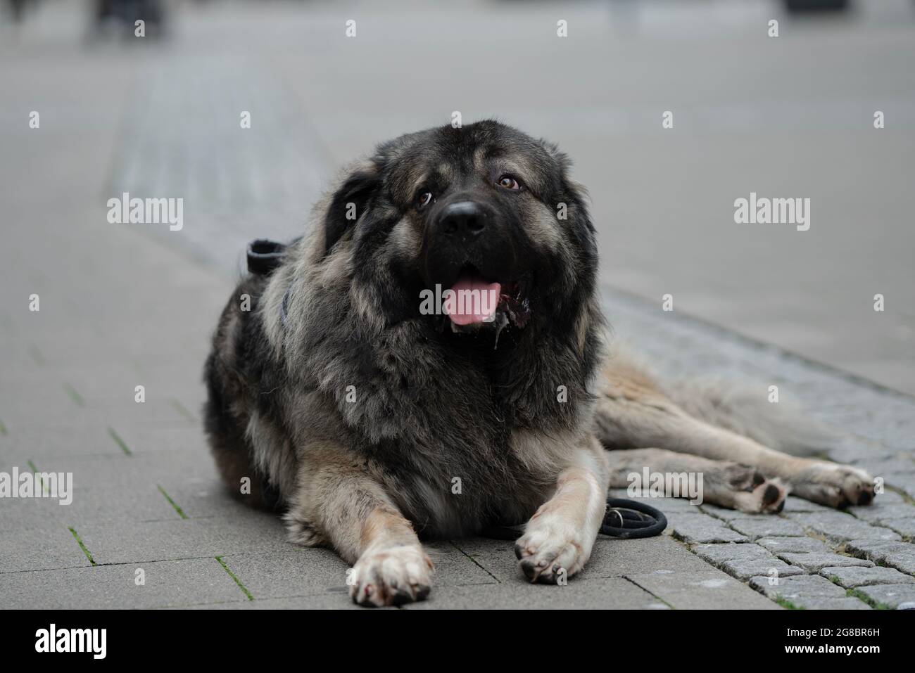 Grand fond gris de chien et de belles couleurs et assis d'une manière polie et agréable Banque D'Images