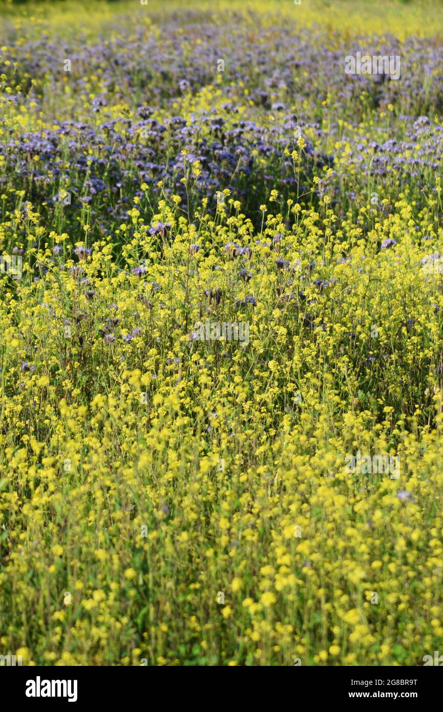 Portrait de fleurs jaunes et violettes Banque D'Images