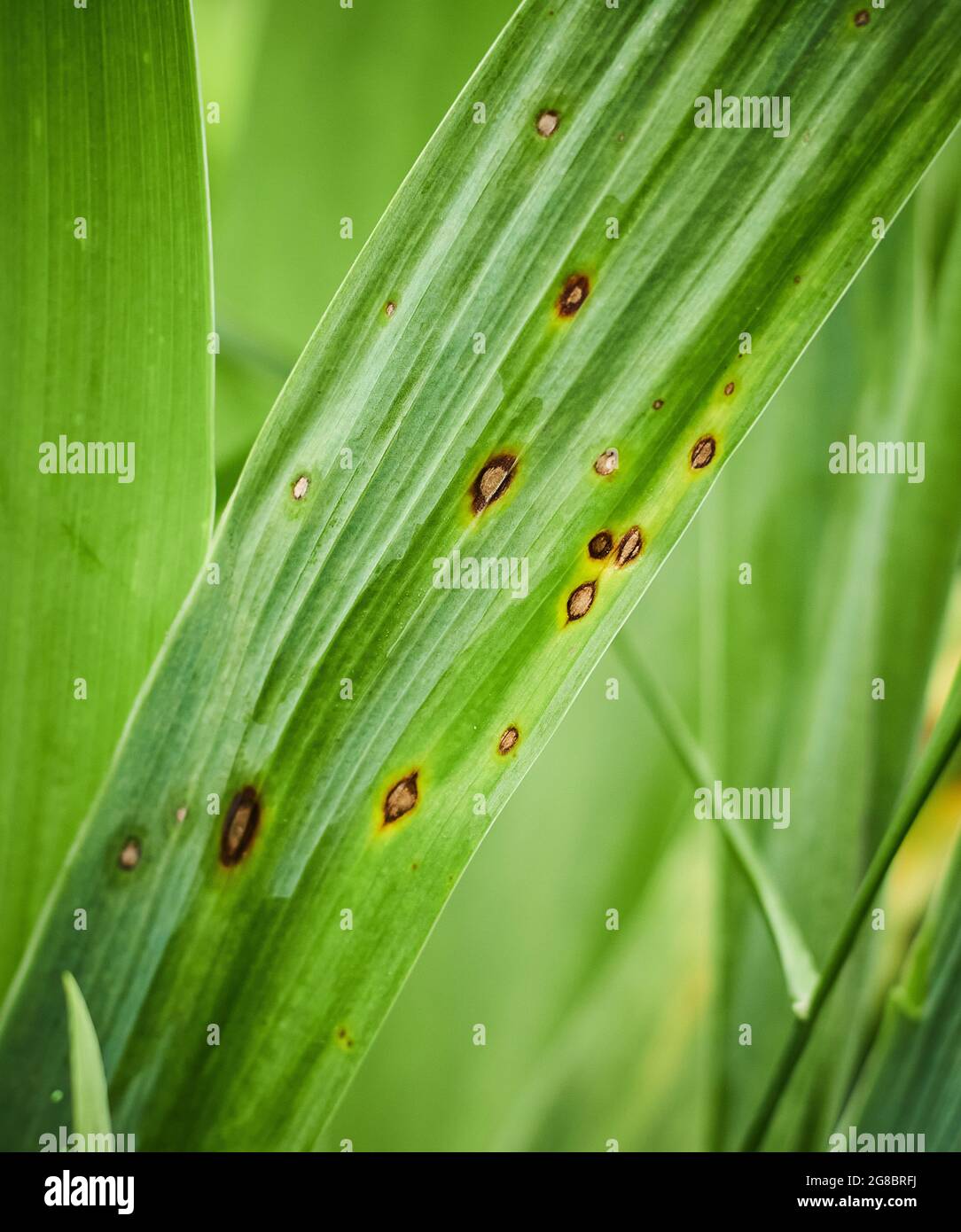 Taches fongiques sur les feuilles. Maladies des plantes communes. Tache