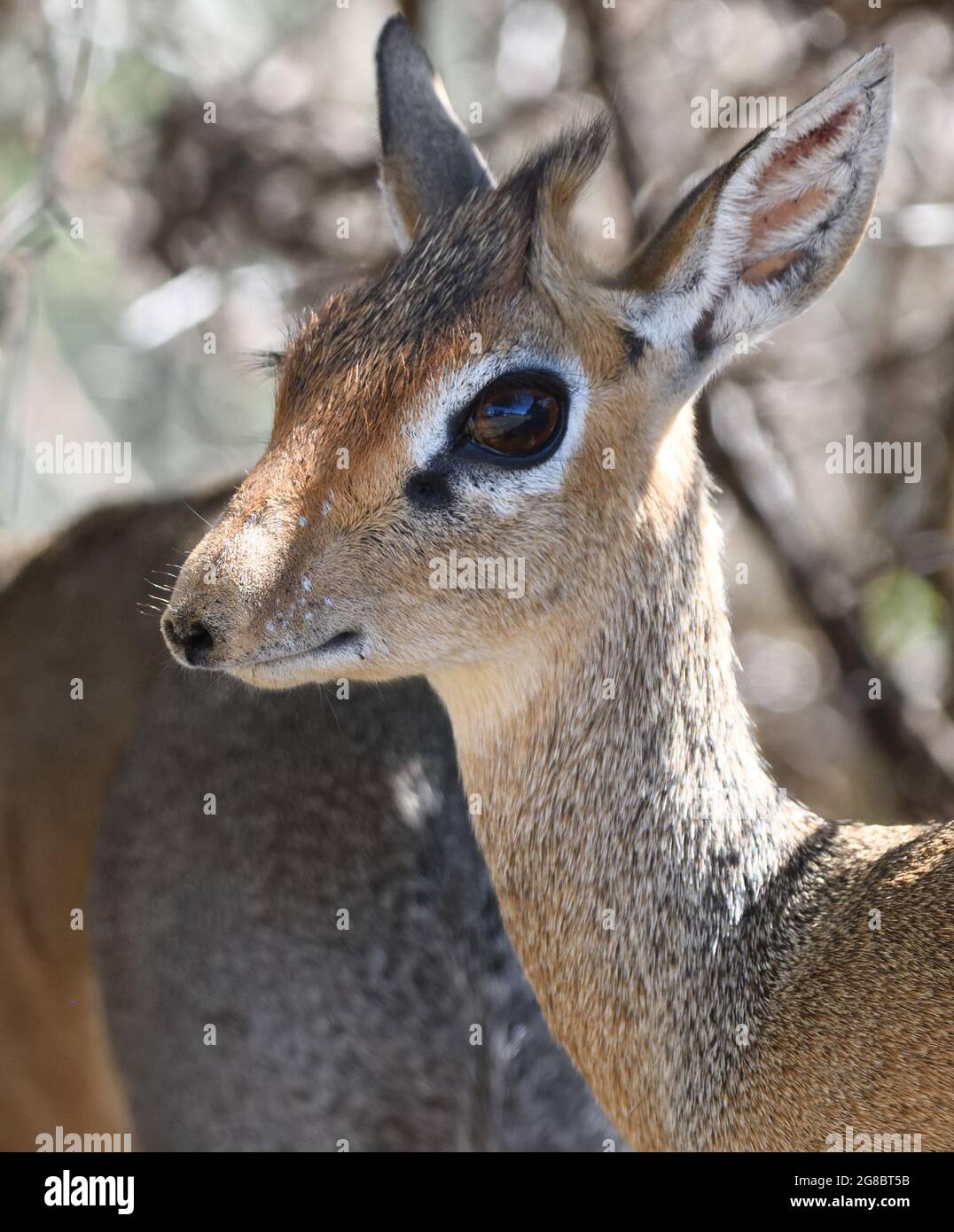 Femme Kirk's dik-dik (Madoqua kirkii) avec son compagnon en arrière-plan montrant sa construction délicate et d'énormes yeux. Parc national de Tarangire, en Tanzanie. Banque D'Images