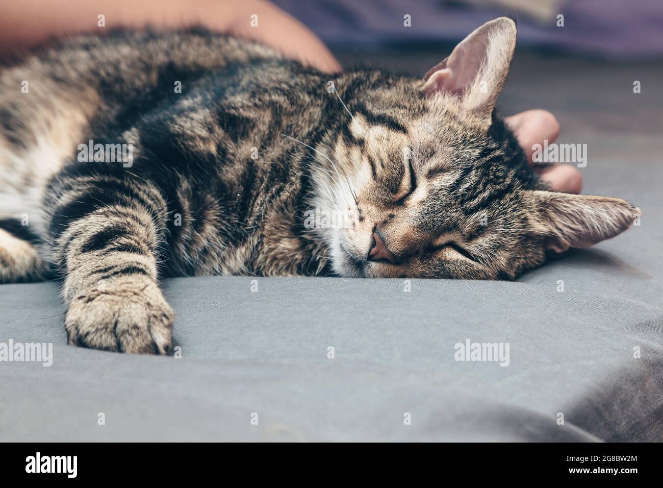 Chat dormant à la maison, animal de compagnie détendu, moment de détente Banque D'Images