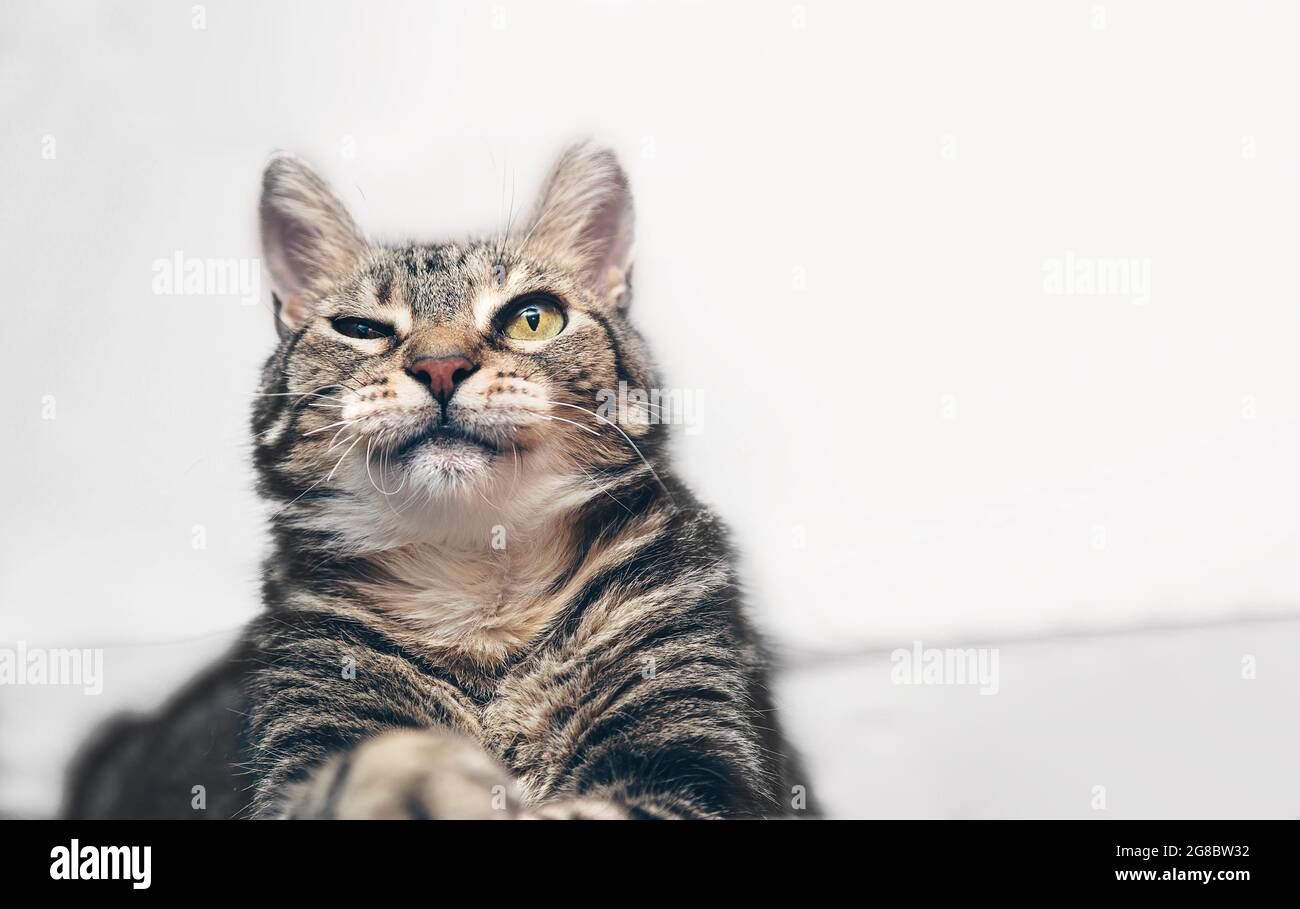 Le Chat Se Fait Un Clin D œil Pose Pour La Camera Curieux Espiegle Animal De Compagnie Photo Stock Alamy
