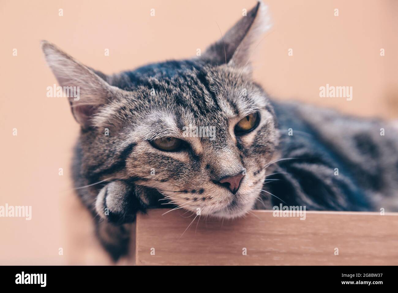 Chat paresseux, chat détendu sur une table, animal de compagnie détendu et calme Banque D'Images