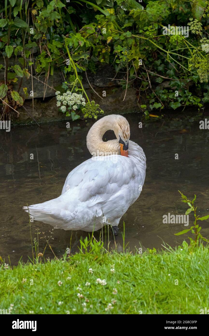 Un Cygnus Cygnus Mute avec une tête et un cou boueux debout dans un petit ruisseau préening. Banque D'Images