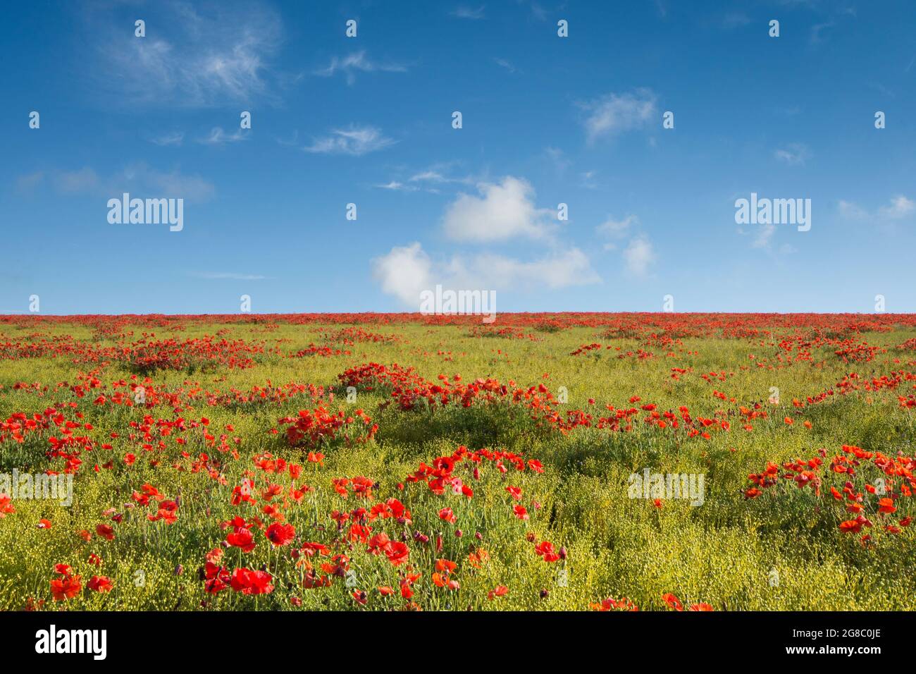 Champ de coquelicots rouges sur le côté d'une colline contre ciel bleu avec des nuages blancs, coquelicots à l'horizon, horizon.growing dans le champ de Flax, Linseed, Banque D'Images