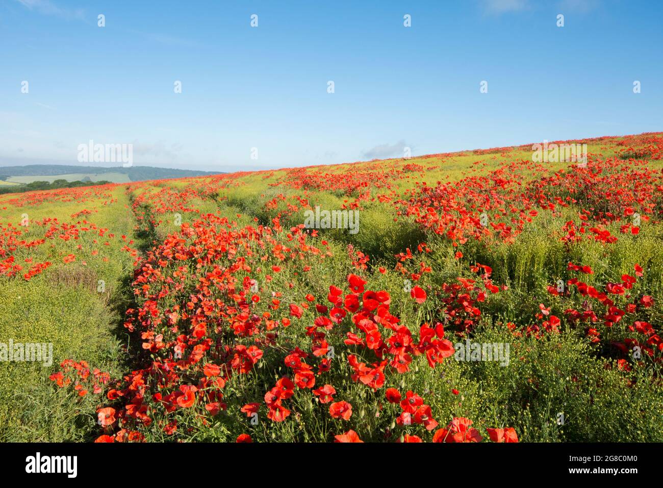 Chenilles de tracteur menant à travers un champ de coquelicots rouges au sommet d'une colline, près de Goodwood, coquelicots indésirables, croissant dans le champ de Flax, Linseed, Banque D'Images