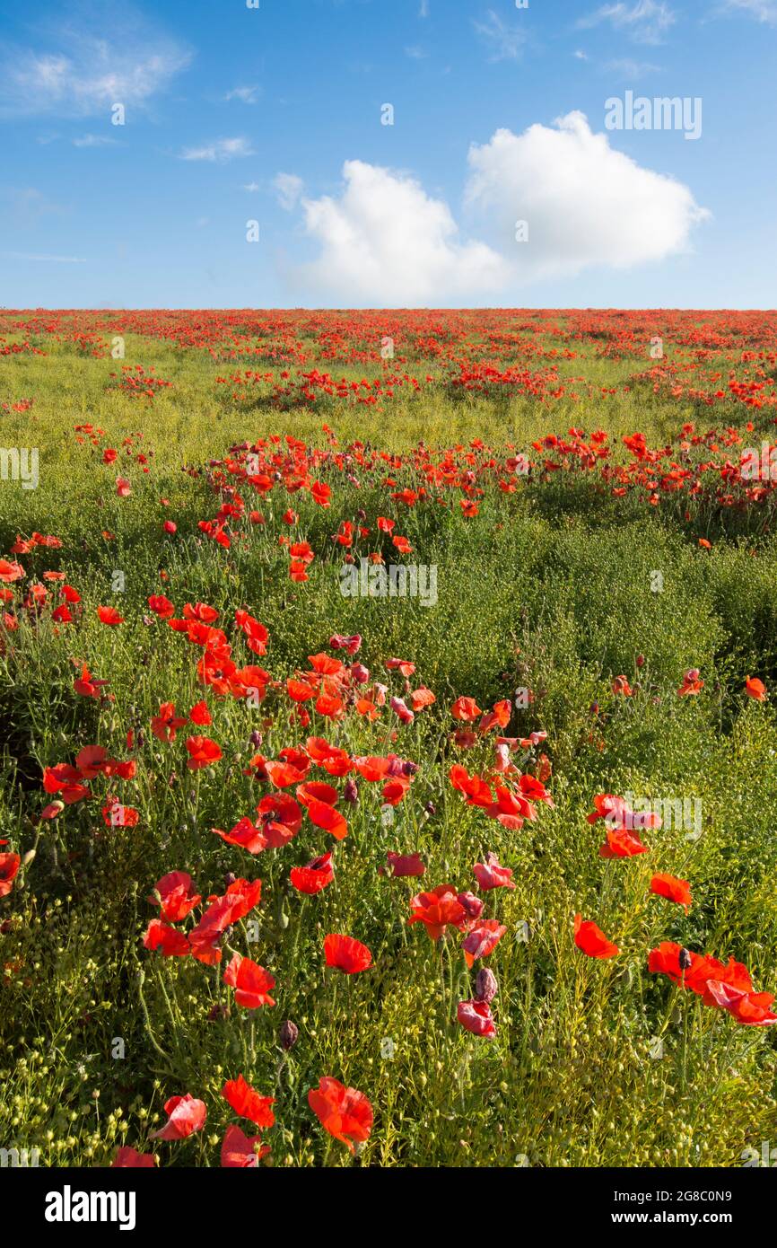 Champ de coquelicots rouges sur le côté d'une colline contre ciel bleu avec des nuages blancs, coquelicots à l'horizon, horizon.growing dans le champ de Flax, Linseed, Banque D'Images