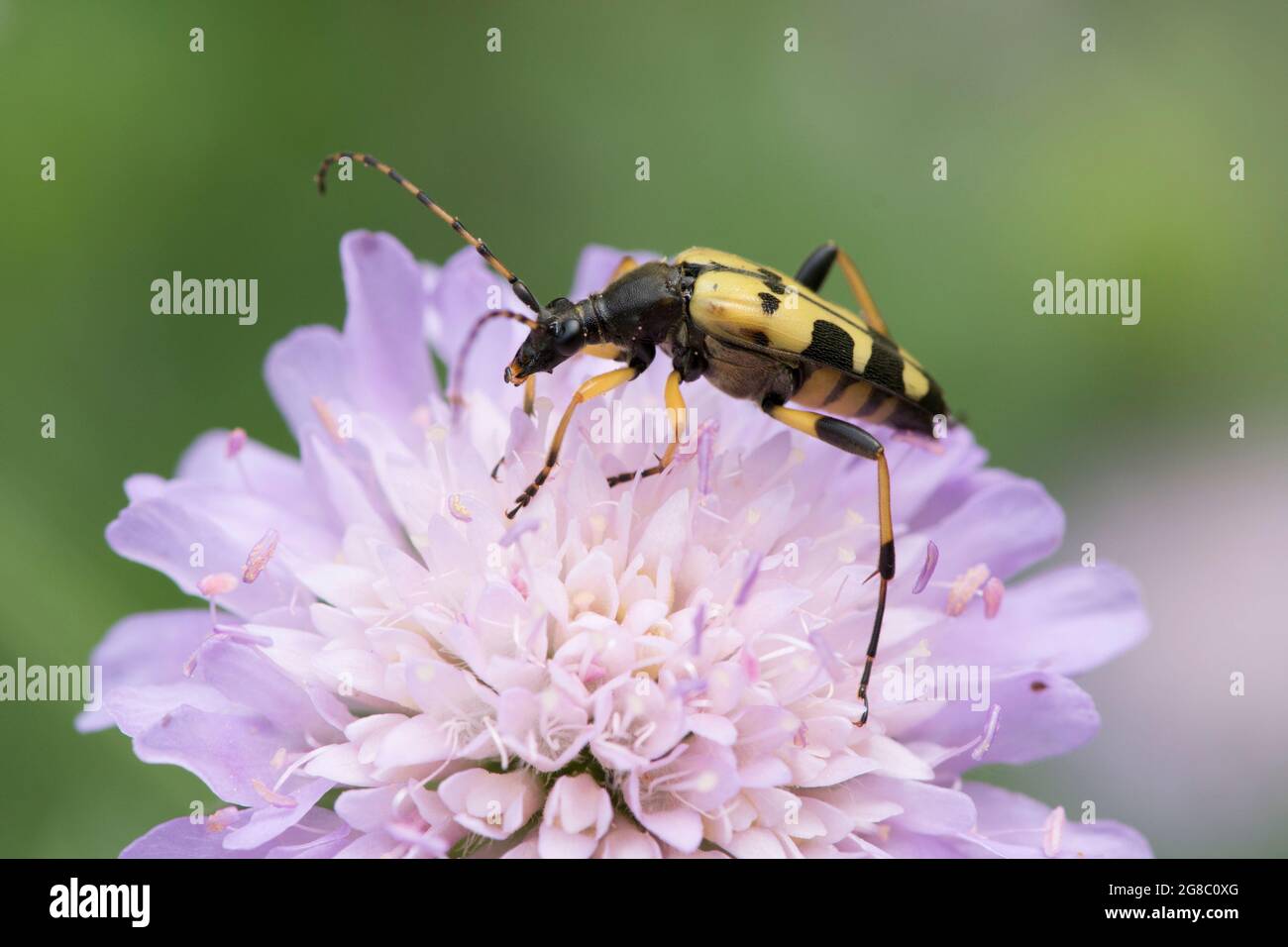 Rutpela maculata, Strangalia maculata, Longhorn scarabée, jaune et noir, se nourrissant sur le champ Scabious, Knautia arvensis, juillet, Royaume-Uni. Banque D'Images