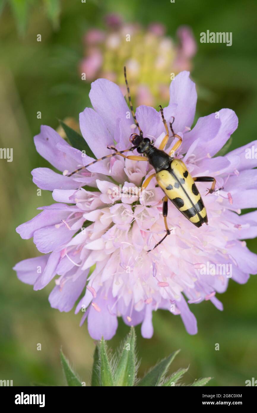 Rutpela maculata, Strangalia maculata, Longhorn scarabée, jaune et noir, se nourrissant sur le champ Scabious, Knautia arvensis, juillet, Royaume-Uni. Banque D'Images