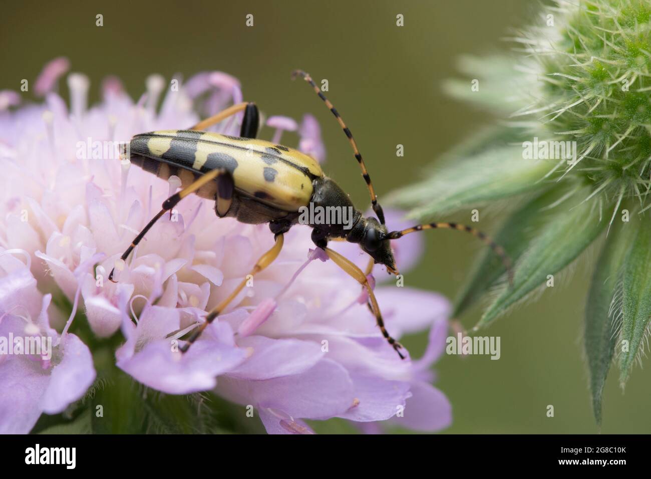Rutpela maculata, Strangalia maculata, Longhorn scarabée, jaune et noir, se nourrissant sur le champ Scabious, Knautia arvensis, juillet, Royaume-Uni. Banque D'Images