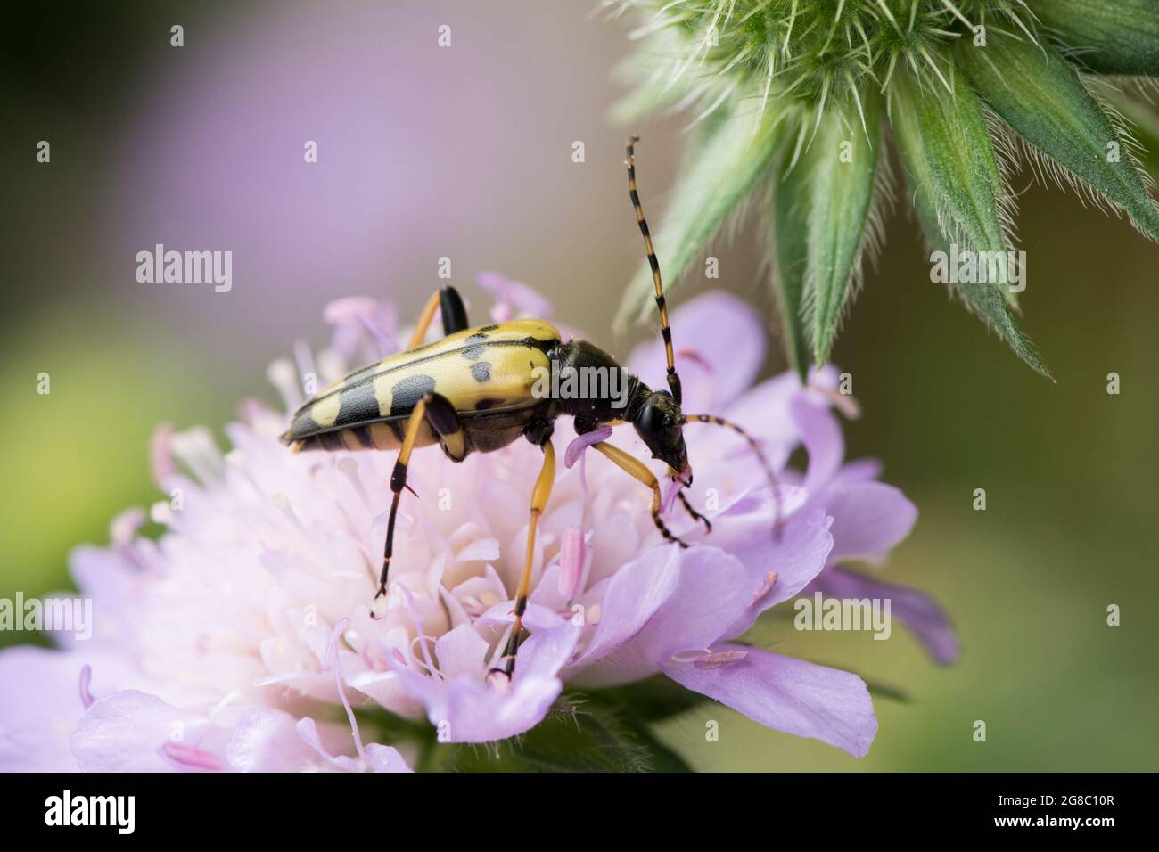 Rutpela maculata, Strangalia maculata, Longhorn scarabée, jaune et noir, se nourrissant sur le champ Scabious, Knautia arvensis, juillet, Royaume-Uni. Banque D'Images