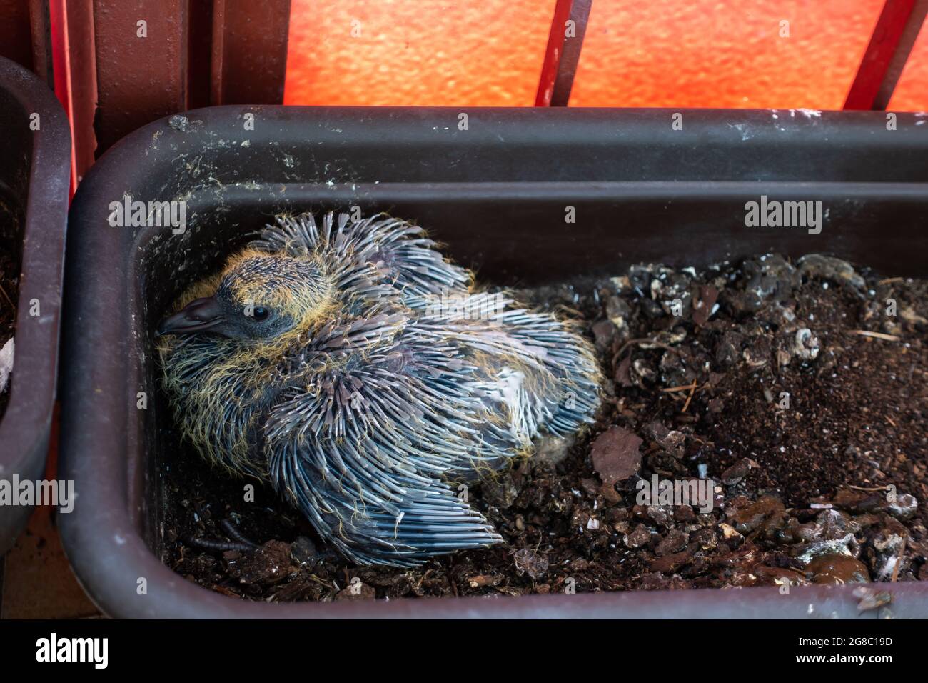 Une poussin de pigeon d'une douzaine de jours dans un pot de balcon. Photo prise dans des conditions d'éclairage naturel. Lumière douce Banque D'Images
