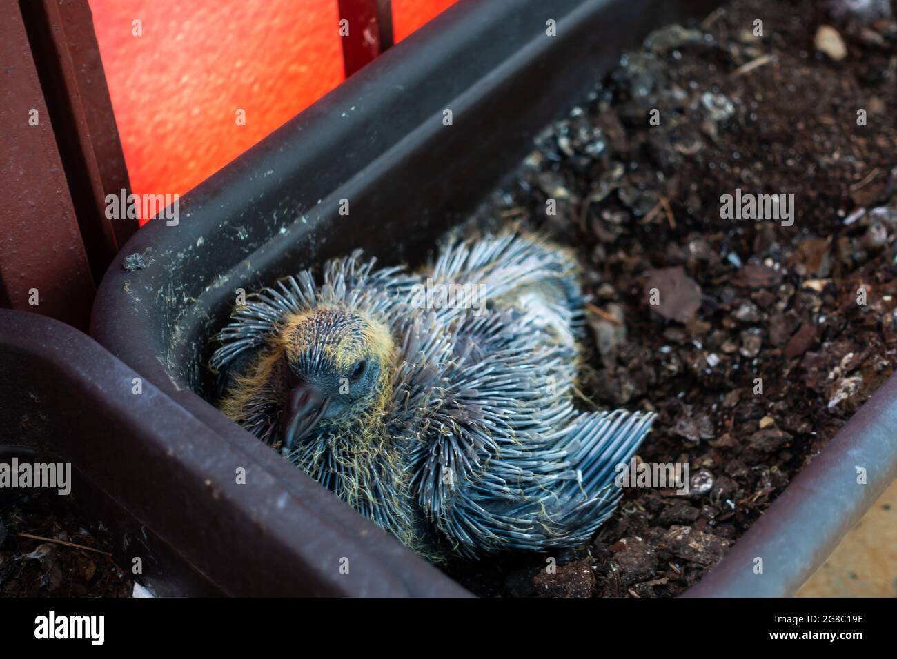 Une poussin de pigeon d'une douzaine de jours dans un pot de balcon. Photo prise dans des conditions d'éclairage naturel. Lumière douce Banque D'Images