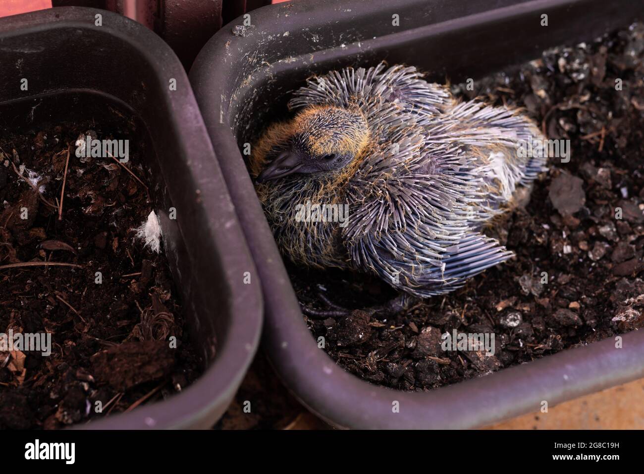 Une poussin de pigeon d'une douzaine de jours dans un pot de balcon. Photo prise dans des conditions d'éclairage naturel. Lumière douce Banque D'Images