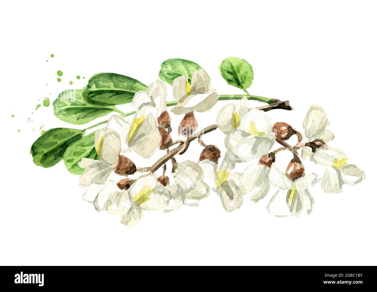 Branche en fleurs d'acacia ou de Sophora Japonica avec des fleurs et des feuilles. Illustration aquarelle dessinée à la main, isolée sur fond blanc Banque D'Images