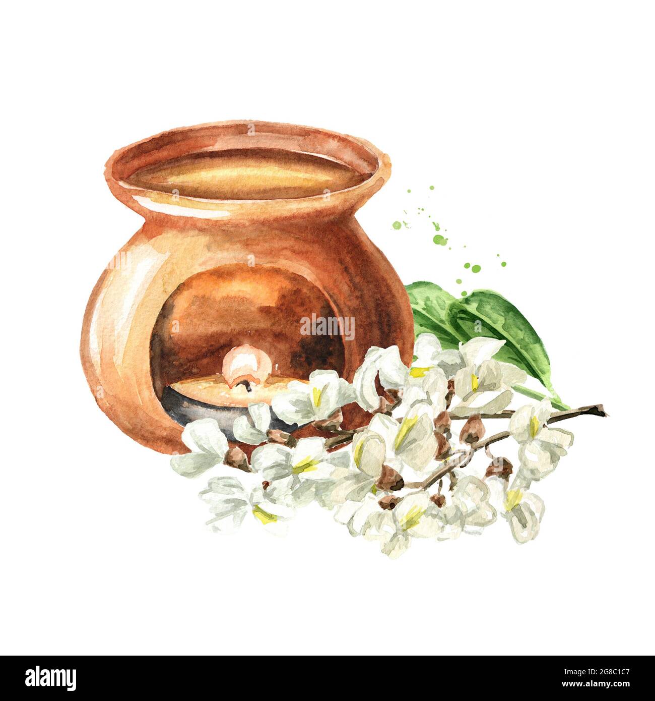 Lampe à fleurs et à arômes Acacia ou Sophora Japonica. Illustration aquarelle dessinée à la main, isolée sur fond blanc Banque D'Images
