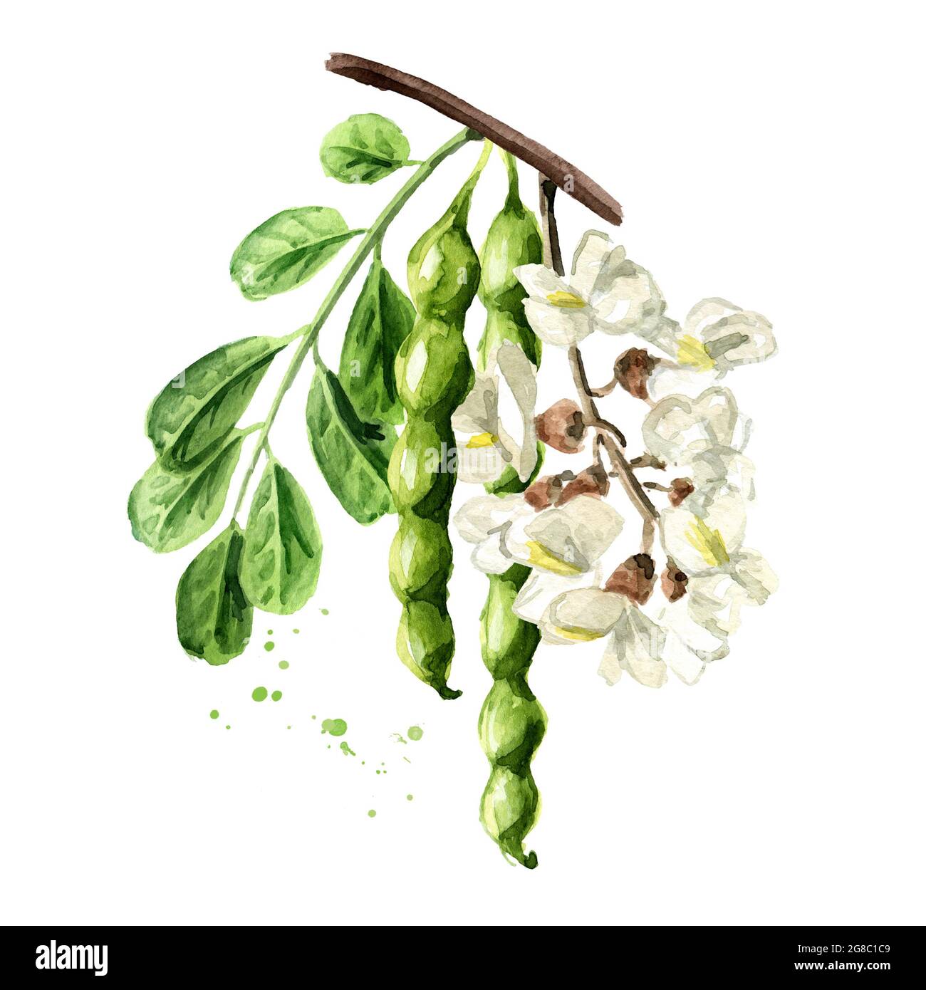 Branche en fleurs d'acacia ou de Sophora Japonica avec fleurs, gousses et feuilles, herbes cosmétiques et médicales. Illustration aquarelle dessinée à la main isolée sur Banque D'Images