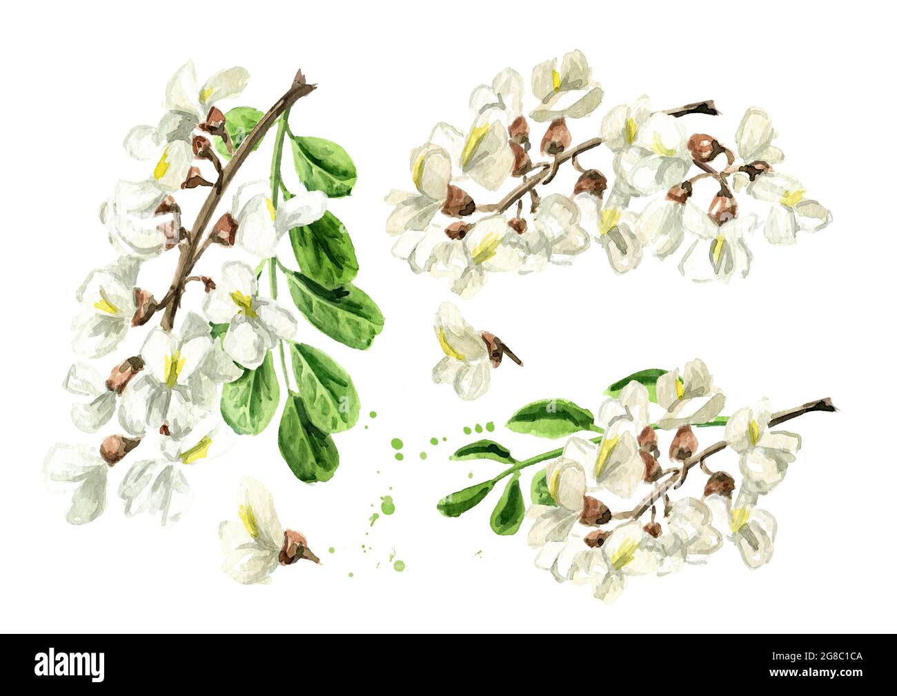 Ensemble de robinier ou Sophora Japonica en fleurs, herbe cosmétique et médicale. Illustration aquarelle dessinée à la main isolée sur fond blanc Banque D'Images