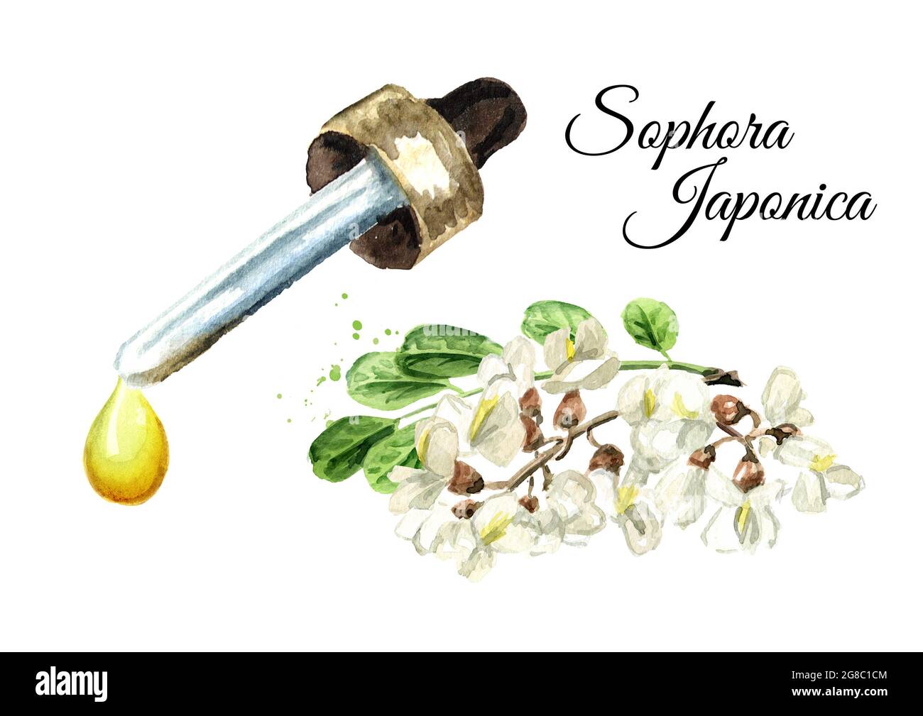 Acacia ou Sophora Japonica fleur et l'huile essentielle goutte. Illustration aquarelle dessinée à la main, isolée sur fond blanc Banque D'Images