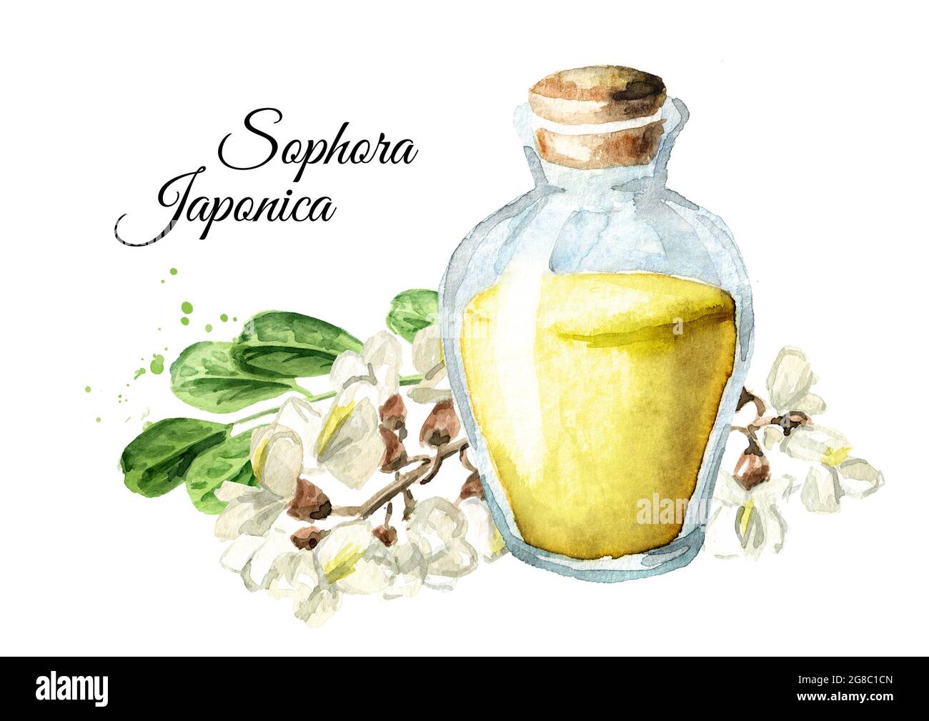 Acacia ou Sophora Japonica fleur et bouteille de teinture ou d'huile essentielle. Illustration aquarelle dessinée à la main, isolée sur fond blanc Banque D'Images