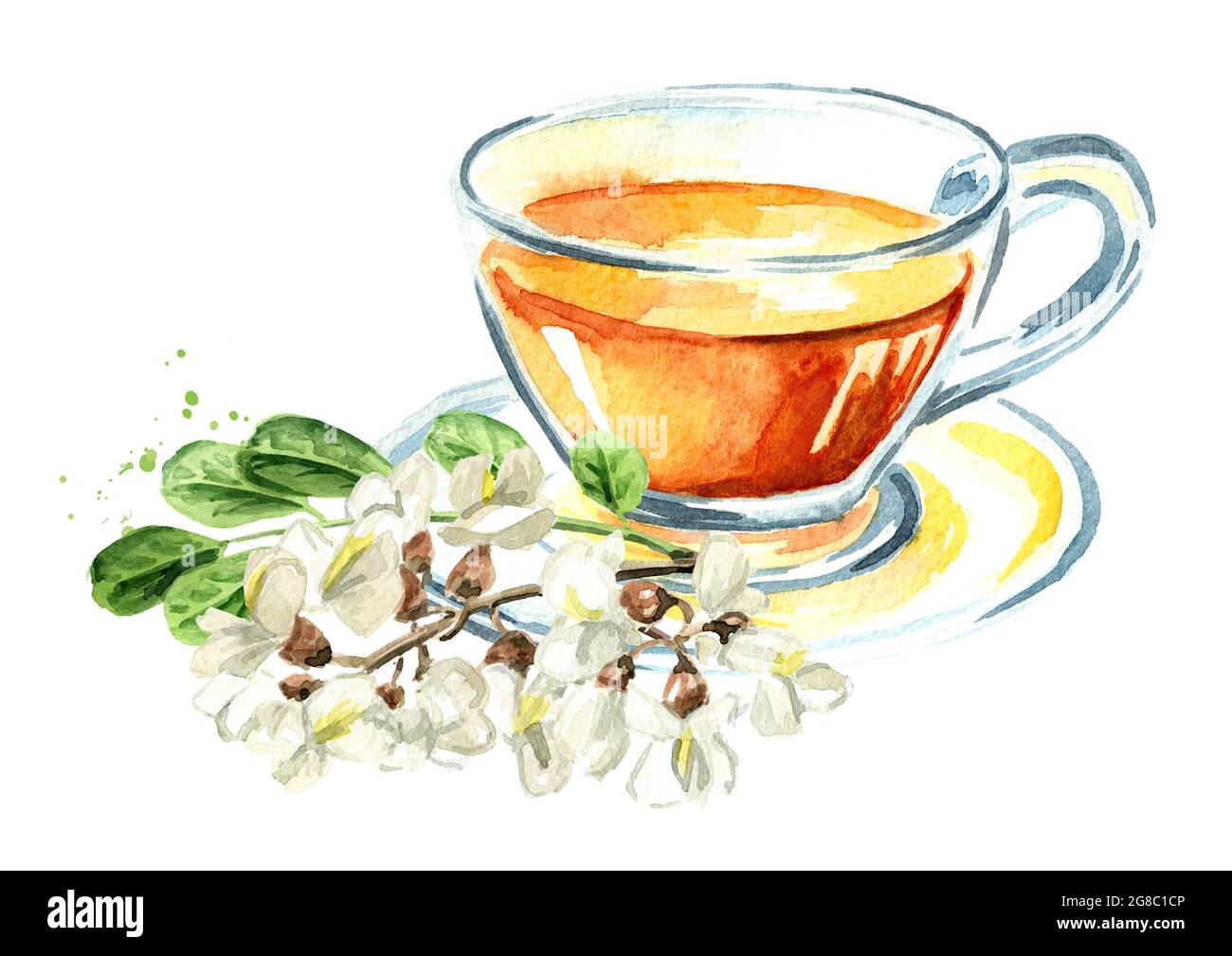Thé de fleurs d'acacia ou de Sophora Japonica. Illustration aquarelle dessinée à la main isolée sur fond blanc Banque D'Images