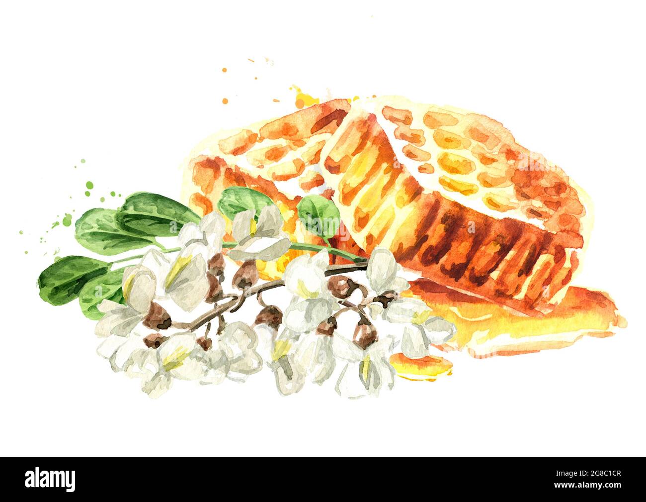 Peigne à miel et fleur d'acacia ou de Sophora Japonica. Illustration aquarelle dessinée à la main isolée sur fond blanc Banque D'Images