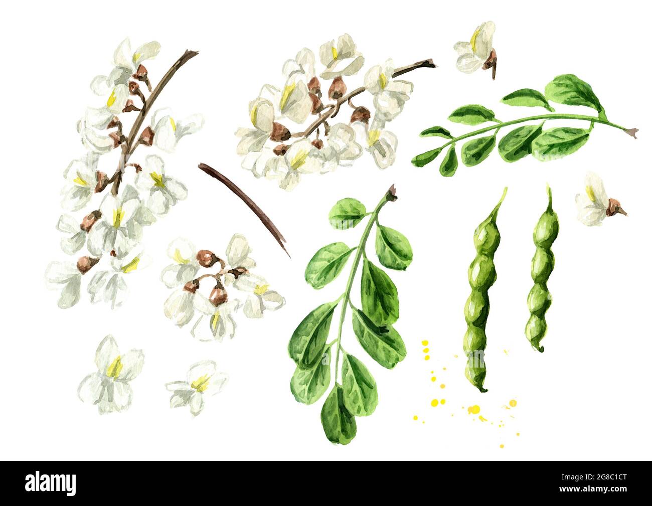 Acacia en fleurs ou Sophora Japonica avec fleurs, gousses et feuilles ensemble, herbes cosmétiques et médicales. Illustration aquarelle dessinée à la main isolée sur whi Banque D'Images
