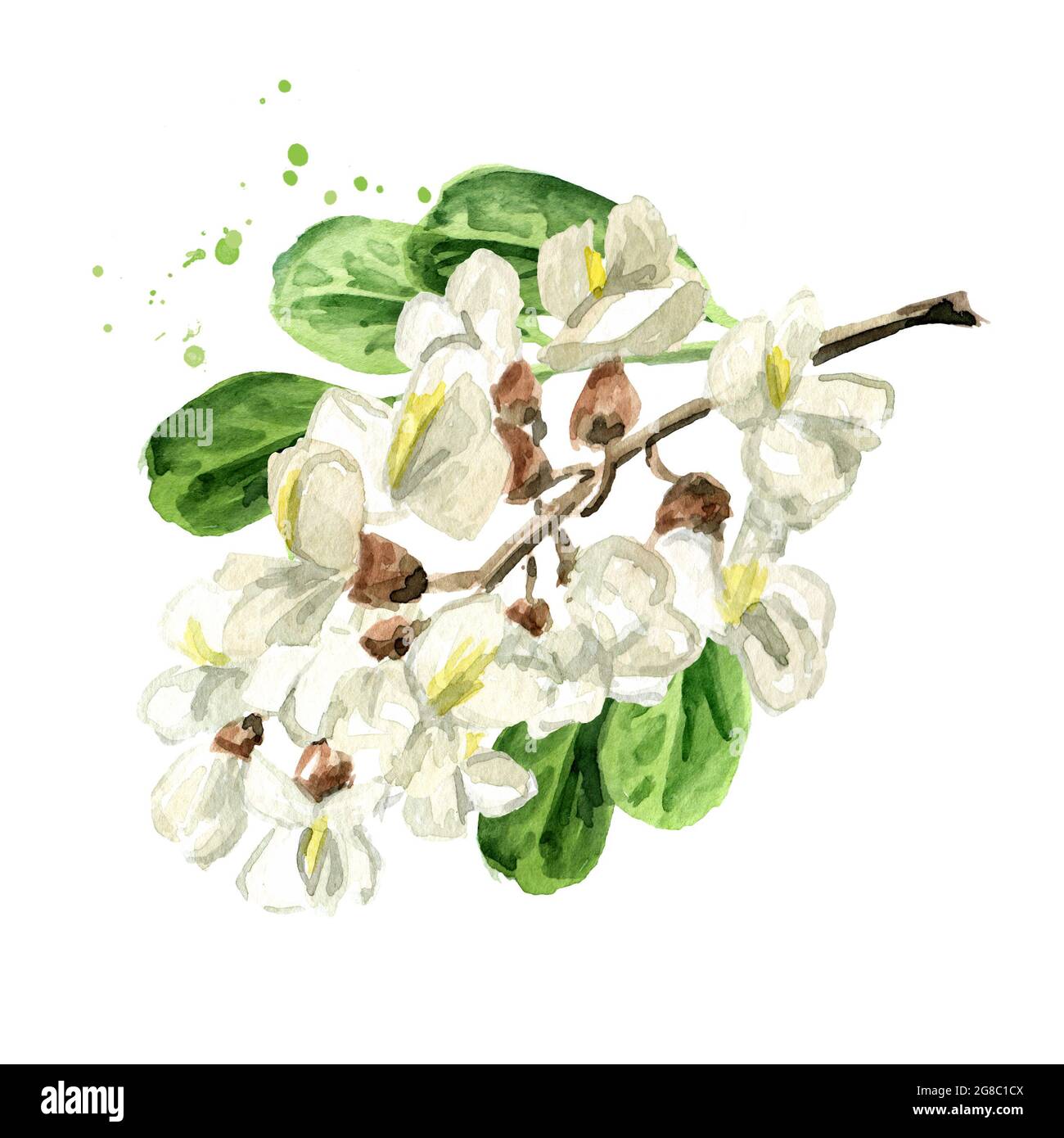 Branche en fleurs d'acacia ou de Sophora Japonica avec fleurs et feuilles, illustration d'aquarelle dessinée à la main isolée sur fond blanc Banque D'Images