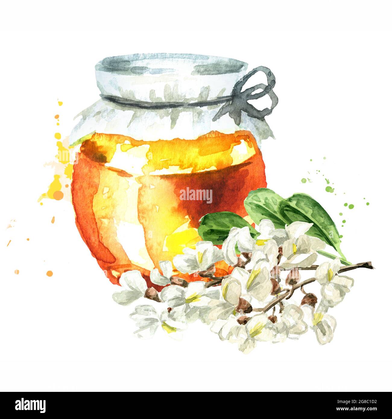 Miel de fleurs d'acacia ou de Sophora Japonica. Illustration aquarelle dessinée à la main isolée sur fond blanc Banque D'Images