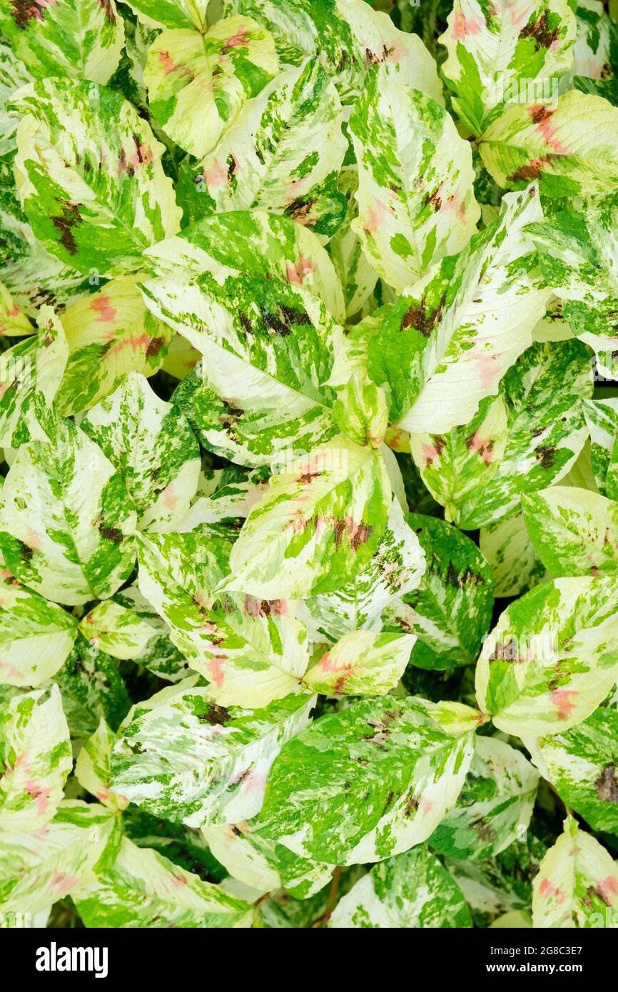 Persicaria virginiana (Groupe de variétés) 'Palette de Peintre' (v) 'Palette de Peintre'. Tovara virginiana 'Pallette de peintre. Feuillage Banque D'Images