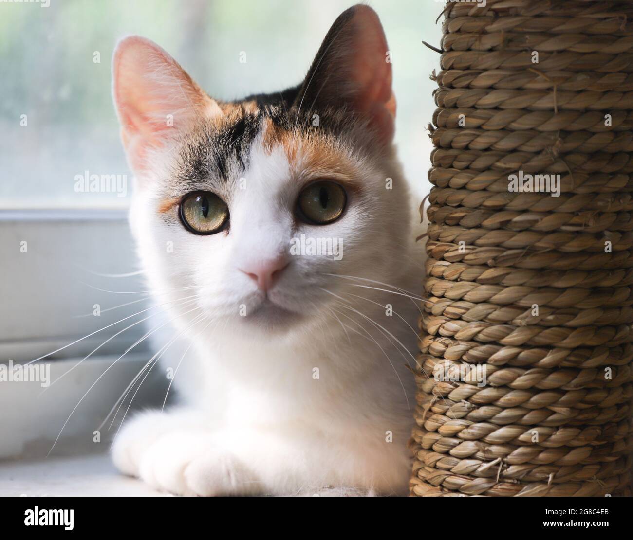 Un ensemble de belles images prêtes à l'emploi qui incluent la nourriture et un groupe d'animaux, y compris des chats et des chiens, et quelques images de décoration Banque D'Images