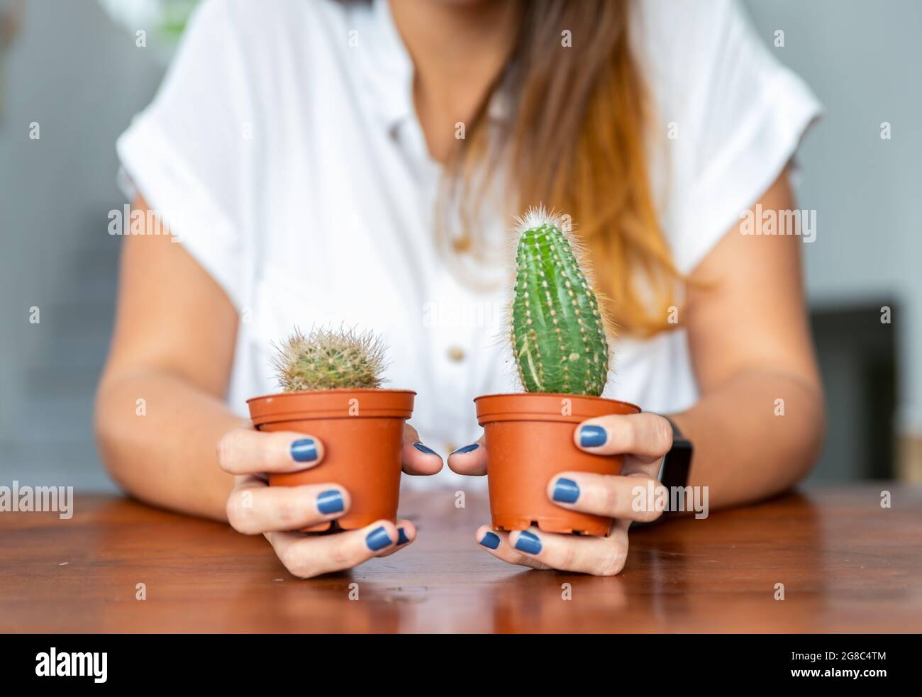 foyer sélectif de deux succulents plantés en petits pots dans les mains d'une femme méconnaissable Banque D'Images