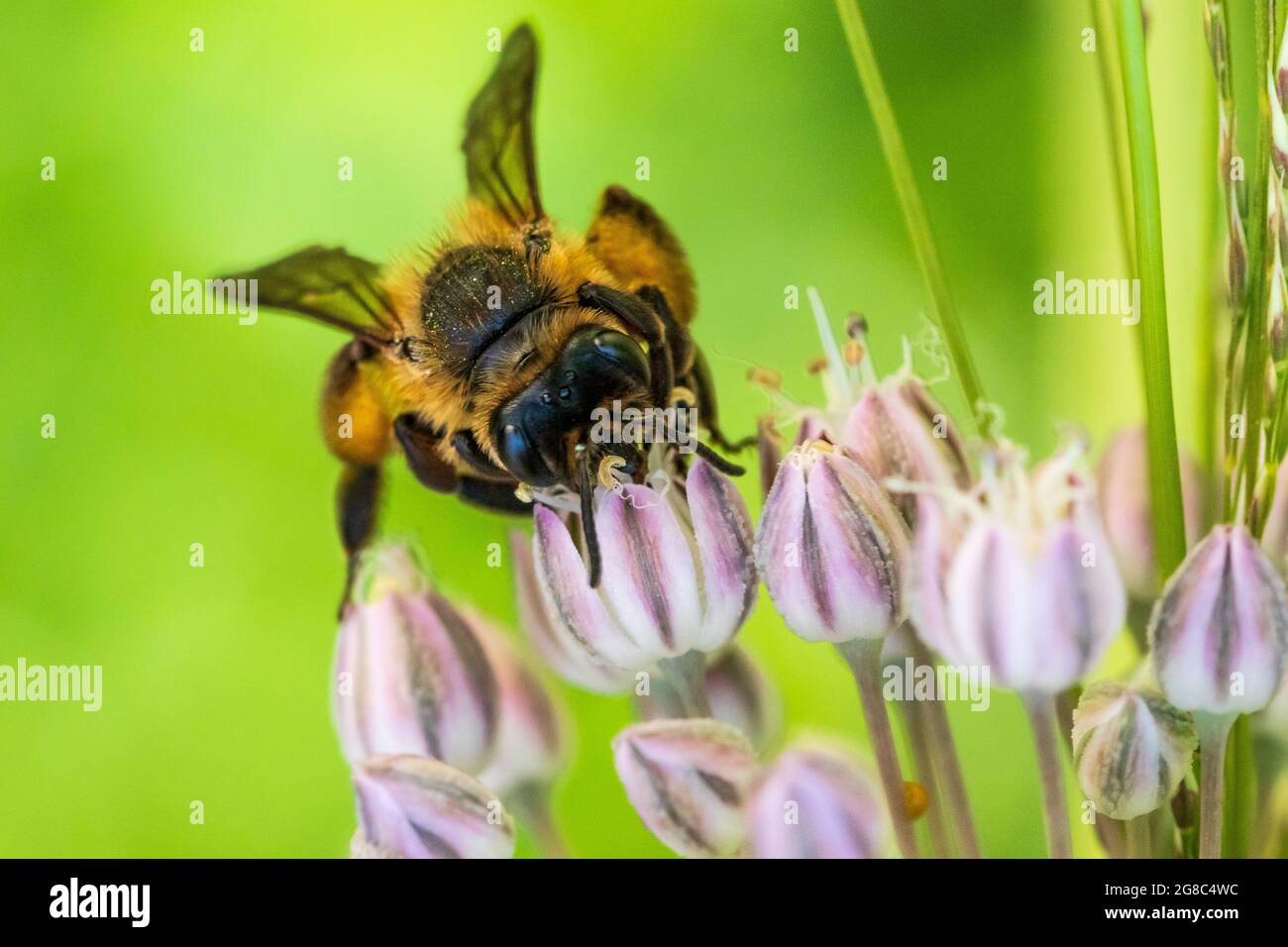 Andena sp. Exploitation de l'abeille sur une fleur Banque D'Images