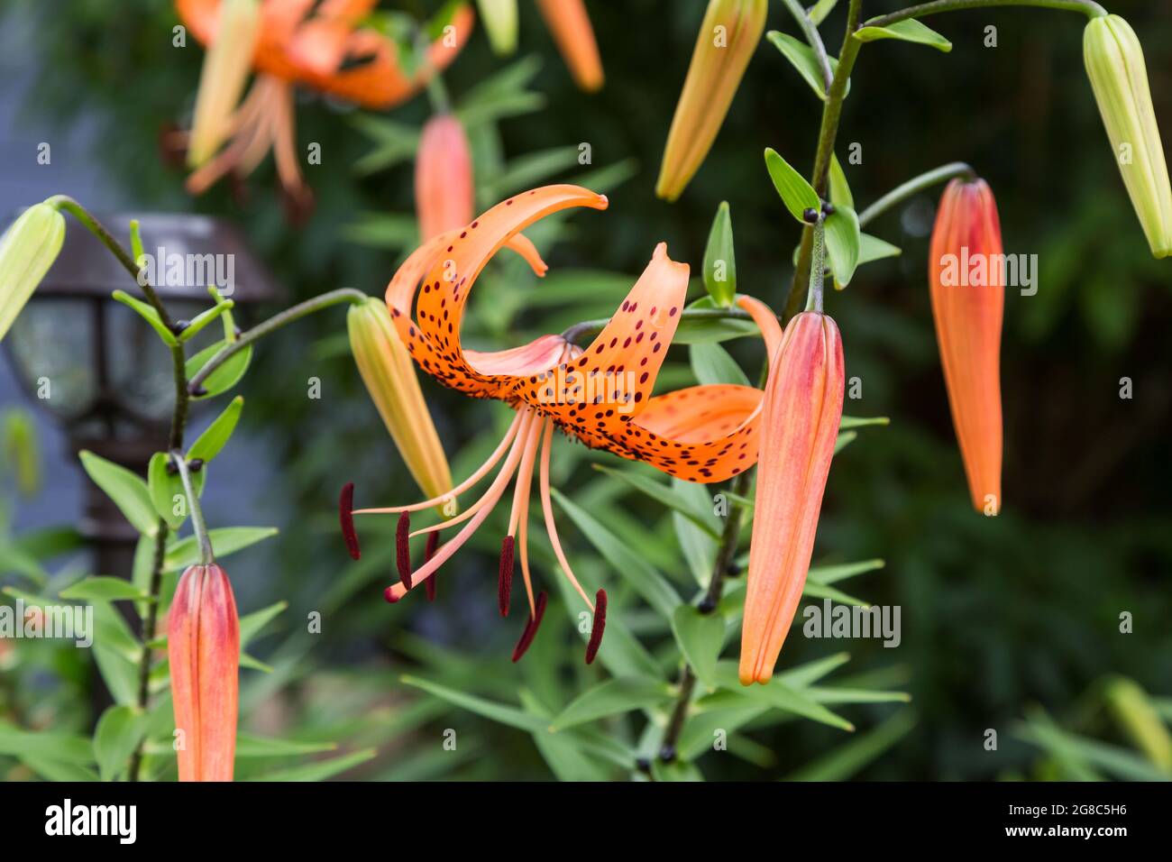 Un Lilies de tigre humide dans le jardin avant après la pluie Banque D'Images