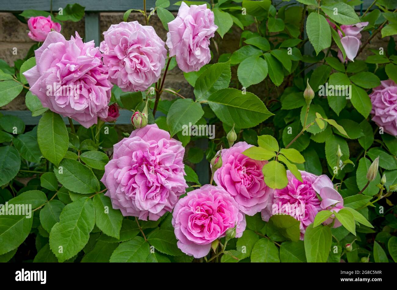 Roses roses de rose ‘Gertrude Jekyll’ gros plan croissant sur le trelis sur un mur fleurs fleurs fleurir dans le jardin en été Angleterre Royaume-Uni Royaume-Uni Banque D'Images