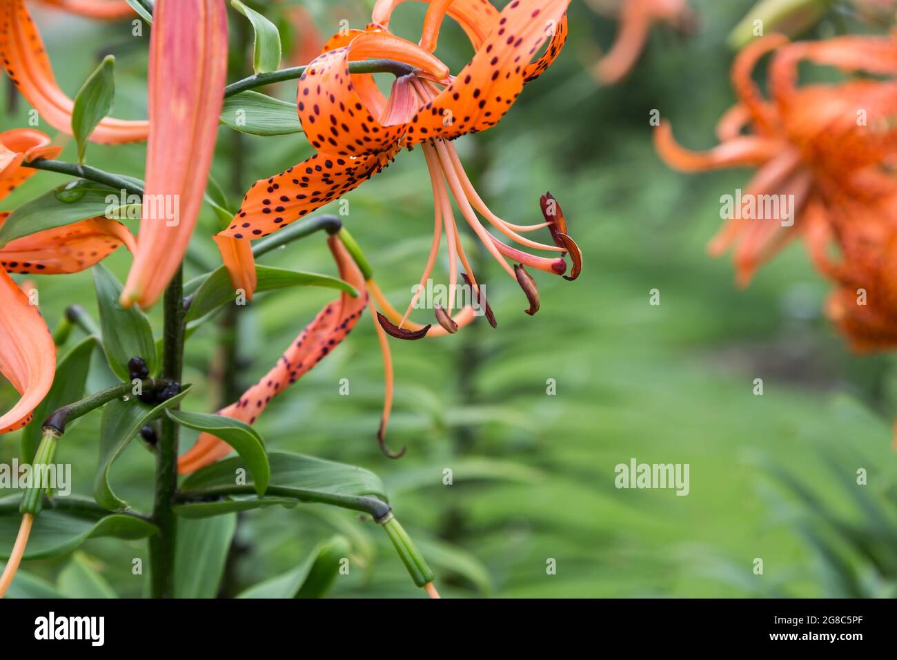 Un autre Lily tigre humide dans le jardin arrière après la pluie Banque D'Images