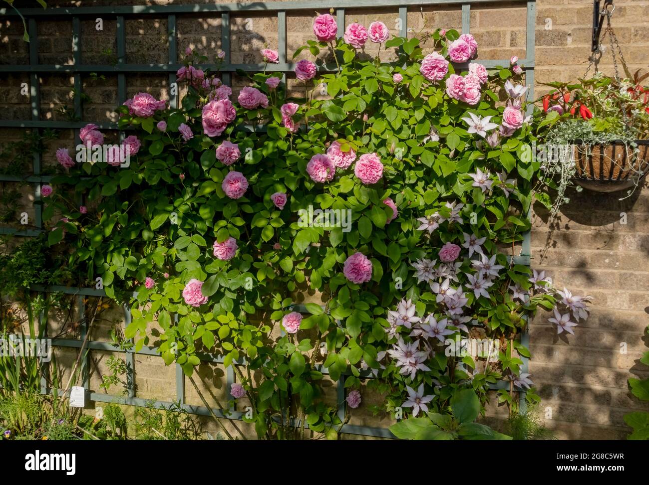 Roses roses de rose ‘Gertrude Jekyll’ et clématis ‘Samaritan JO’ poussant sur le trellis sur un mur fleurs fleurir dans le jardin en été Angleterre Royaume-Uni Banque D'Images