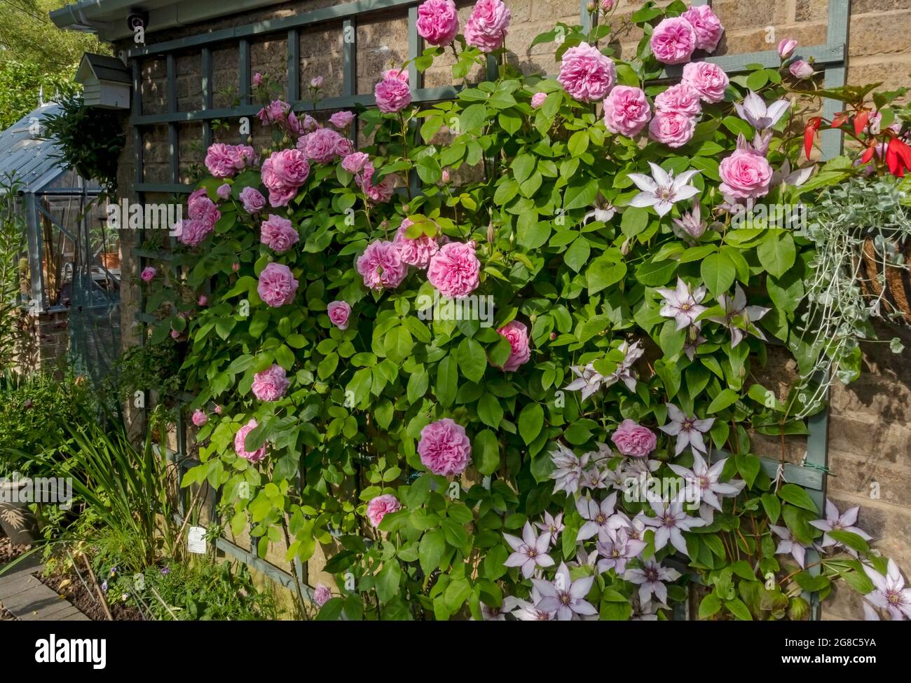 Roses roses roses roses ‘Gertrude Jekyll’ et clematis ‘Samaritan JO’ poussant sur le trellis sur un mur fleurs fleurir dans le jardin en été Angleterre Royaume-Uni Banque D'Images