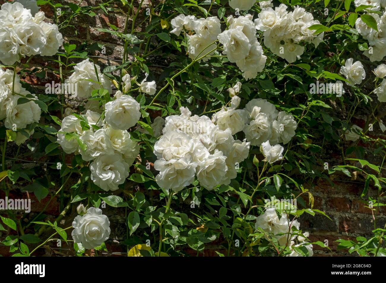 Gros plan de fleurs «iceberg» rose blanche fleur floraison grimpant sur le mur dans le jardin en été Angleterre Royaume-Uni GB Grande-Bretagne Banque D'Images