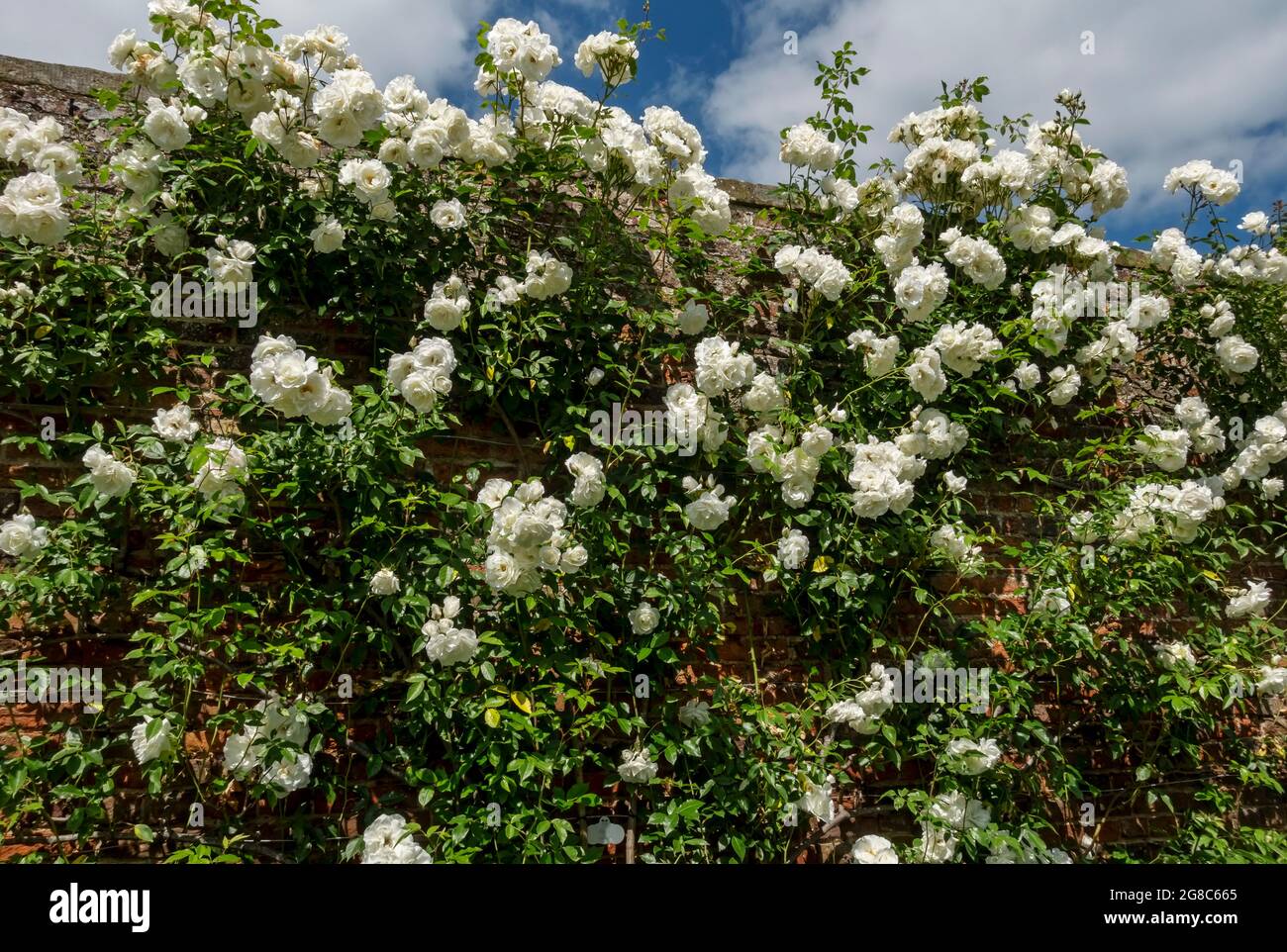 Roses roses blanches fleurs « Iceberg » fleurs fleuries croissant sur un mur dans un jardin en été Angleterre Royaume-Uni Grande-Bretagne Banque D'Images