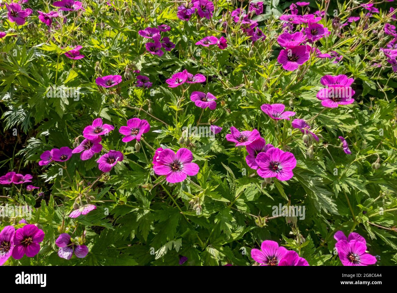 Gros plan des fleurs de crane rose géranium fleur de fleur de fleur en fleur dans le jardin de chalet frontière de parterre de fleurs en été Angleterre Royaume-Uni GB Grande-Bretagne Banque D'Images