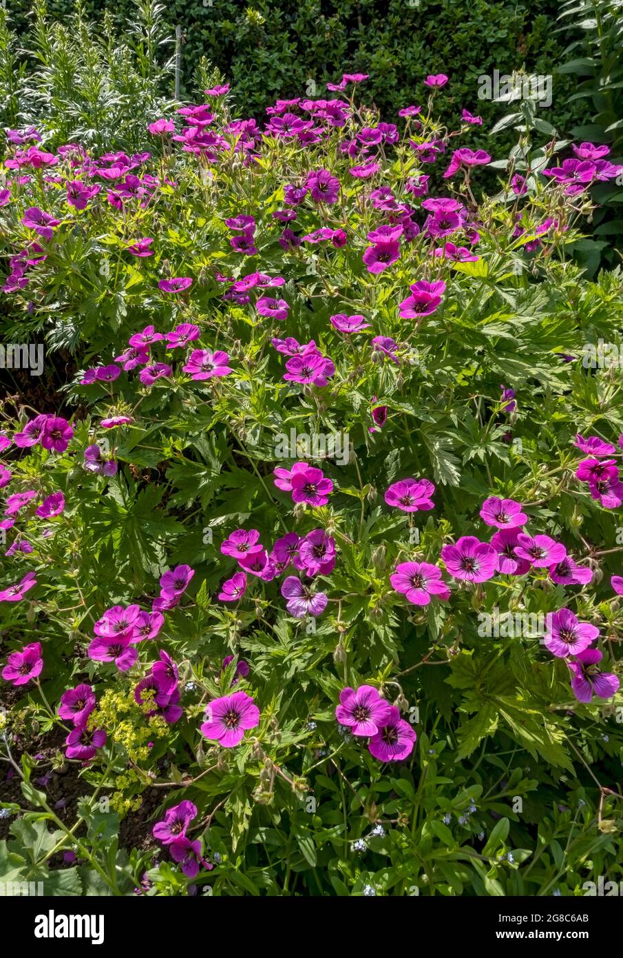 Gros plan des fleurs de crane rose géranium fleur de fleur floraison dans le parterre de fleurs de frontière de jardin en été Angleterre Royaume-Uni GB Grande-Bretagne Banque D'Images